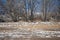 Coyote walks across a snowy pasture and looks back