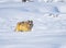 Coyote walks through deep snow in Yellowstone in winter