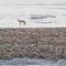 Coyote of the West Plains 3