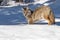 A coyote in Winter in Banff Canada