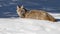 A coyote in Winter in Banff Canada