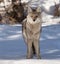 A coyote in Winter in Banff Canada