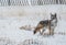 Coyote Winter Hunt