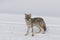 Coyote, Winter, Yellowstone NP