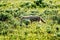 Coyote Wolf Wolves in Yellowstone National Park, Wyoming Montana. Northwest. Yellowstone is a summer wonderland