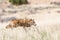 Coyote in yellow prairie grass