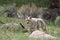 Coyote, Yellowstone NP