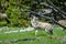 Coyote yelping at other coyotes in tree line, Yellowstone National Park, WY