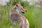 Coyote, Yukon Territories, Canada