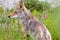 Coyote, Yukon Territories, Canada