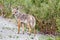 Coyote, Yukon Territories, Canada