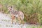 Coyote in the Yukon Territory, Canada