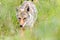 Coyote in the Yukon Territory, Canada