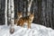 Coyotes (Canis latrans) Look Out From Edge of Birch Forest Winter