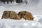 Coyotes (Canis latrans) Sniff Together in Snow Winter