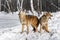 Coyotes (Canis latrans) Stand Back to Back Howling Winter