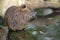 Coypu