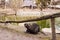 Coypu also known as nutria walking along along the bank of the lake.