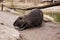 Coypu also known as nutria walking along along the bank of the lake.