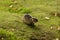 Coypu also known as the river rat or nutria