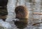 Coypu cleaning