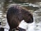 Coypu cleaning