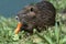 Coypu eating a carrot