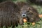 Coypu eating a carrot