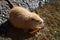 Coypu eating carrot