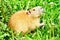 Coypu eating dandelions