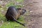 A coypu on the edge of a small path, Camargue, France