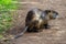 A coypu on the edge of a small path, Camargue, France