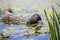 Coypu feeding on river plant stems