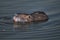 Coypu floating