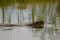 Coypu floating in the water
