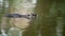 Coypu floats on the water surface of a pond.