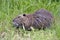 Coypu in grass