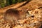 Coypu in leaves