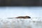 Coypu, mapudungun koypu, Europe.