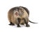 Coypu Myocastor coypus