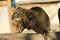 Coypu myocastor coypus