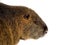 Coypu Myocastor coypus