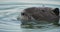 Coypu, Myocastor coypus, Camargue, Occitanie, France