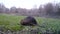 Coypu, Myocastor Coypus or Nutria, eats grass in a winter day. Wildlife Video.