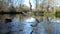 A coypu, Myocastor coypus or nutria, eats in a lake in winter morning.