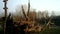 A coypu, Myocastor coypus or nutria, in a winter sunrise near a lake.