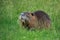 Coypu, Myocastor coypus, sitting and grazing in grass. Nutria showing orange teeth. Rodent also known as nutria or swamp beaver