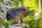 Coypu, Myocastor coypus, sitting in water near river bank and cleaning hair by hind leg. Rodent also known as nutria, swamp beaver