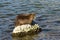 Coypu myocastor, Nutria