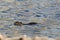 Coypu myocastor, Nutria